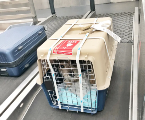 杭州宠物托运 宠物托运公司 机场宠物托运 宠物空运